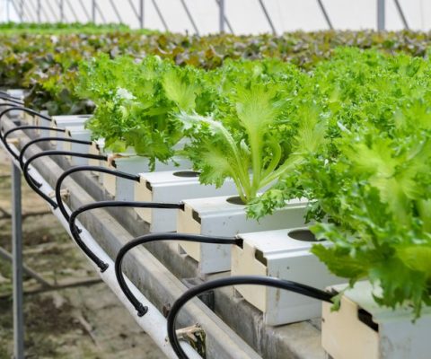 Hydroponische Landwirtschaft