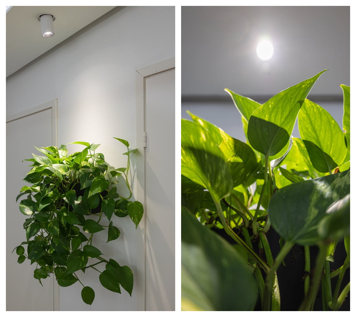led-kasvivalaistus suunnattavalla led-spotilla