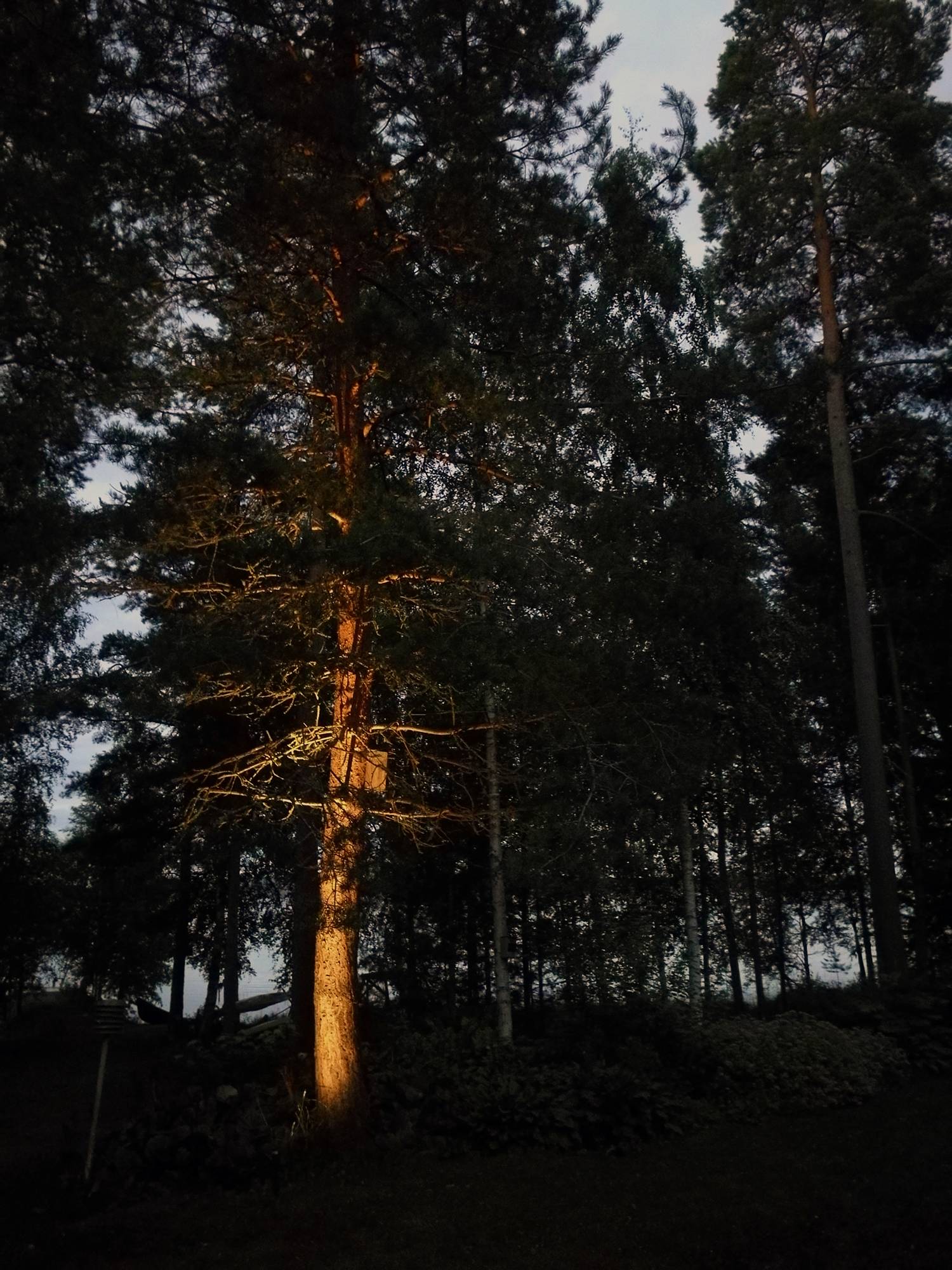 Hervorhebung eines Baumes in einem Innenhof mit einer gerichteten Landschaftsleuchte. Ledstore.fi