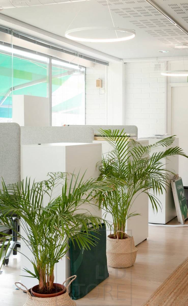 Die Decke ist mit anmutigen und minimalistischen RINKELI-Pendelleuchten geschmückt. Geeignet für Haus und Büro. Ledstore.fi