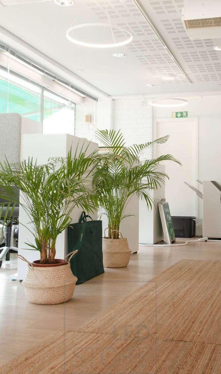 Das Büro wird von anmutigen und minimalistischen RINKELI-Pendelleuchten beleuchtet. Die Beleuchtung ist angenehm, gleichmäßig, einstellbar und blendet nicht den Bildschirmkopf beim Arbeiten. Ledstore.fi