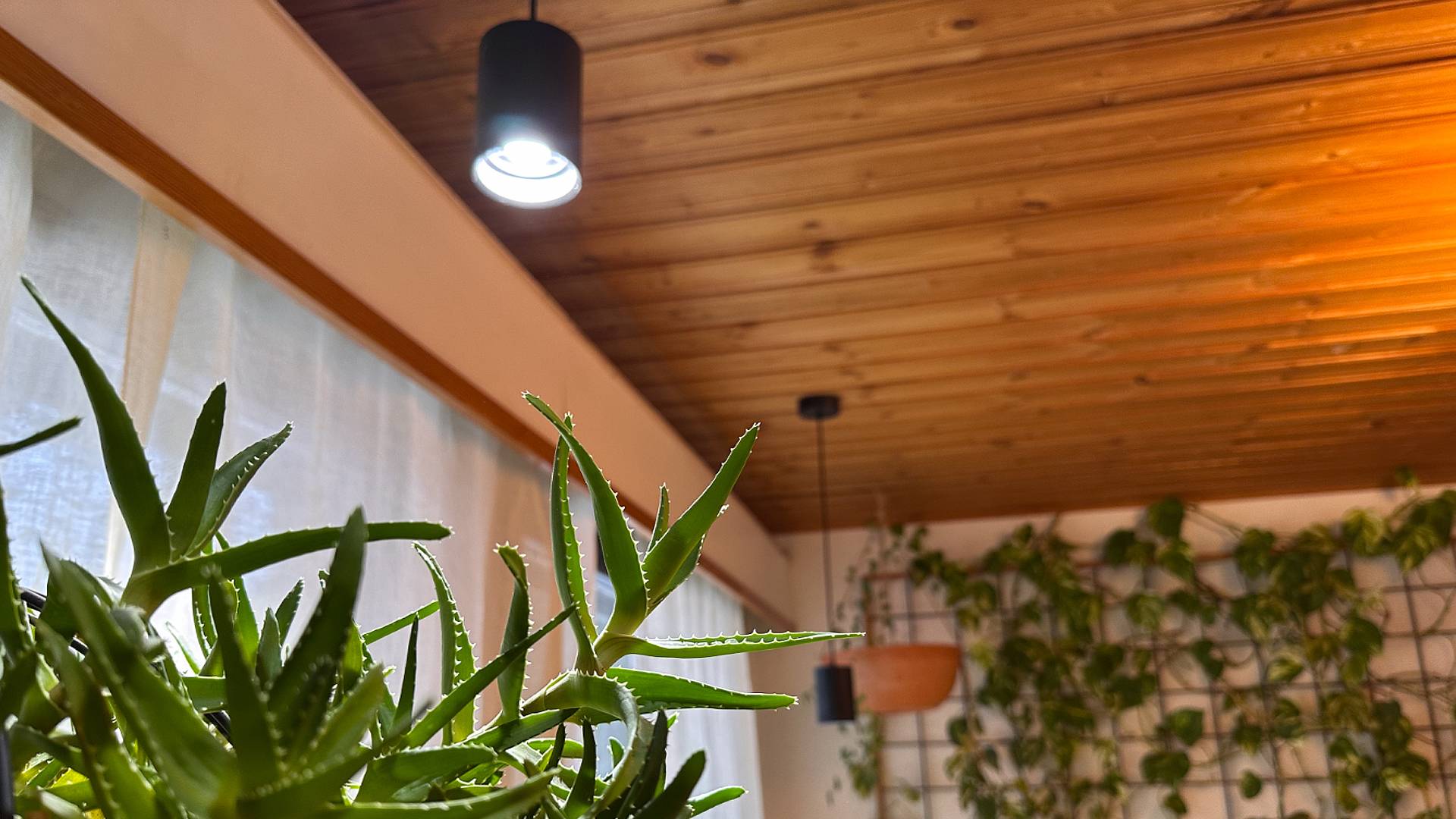 LedStore.fi bietet die perfekte Lösung, um mit LED-Beleuchtung ein gemütliches Interieur zu schaffen. An einem Holzdach montierte LED-Pendelleuchten sorgen für eine stilvolle und energiesparende Beleuchtung. Die große Aloe-Pflanze im Vordergrund und die verschieden großen Grünpflanzen, die an der Gitterwand im Hintergrund hängen, schaffen eine üppige und frische Atmosphäre, die den Raum zum Leben erweckt.