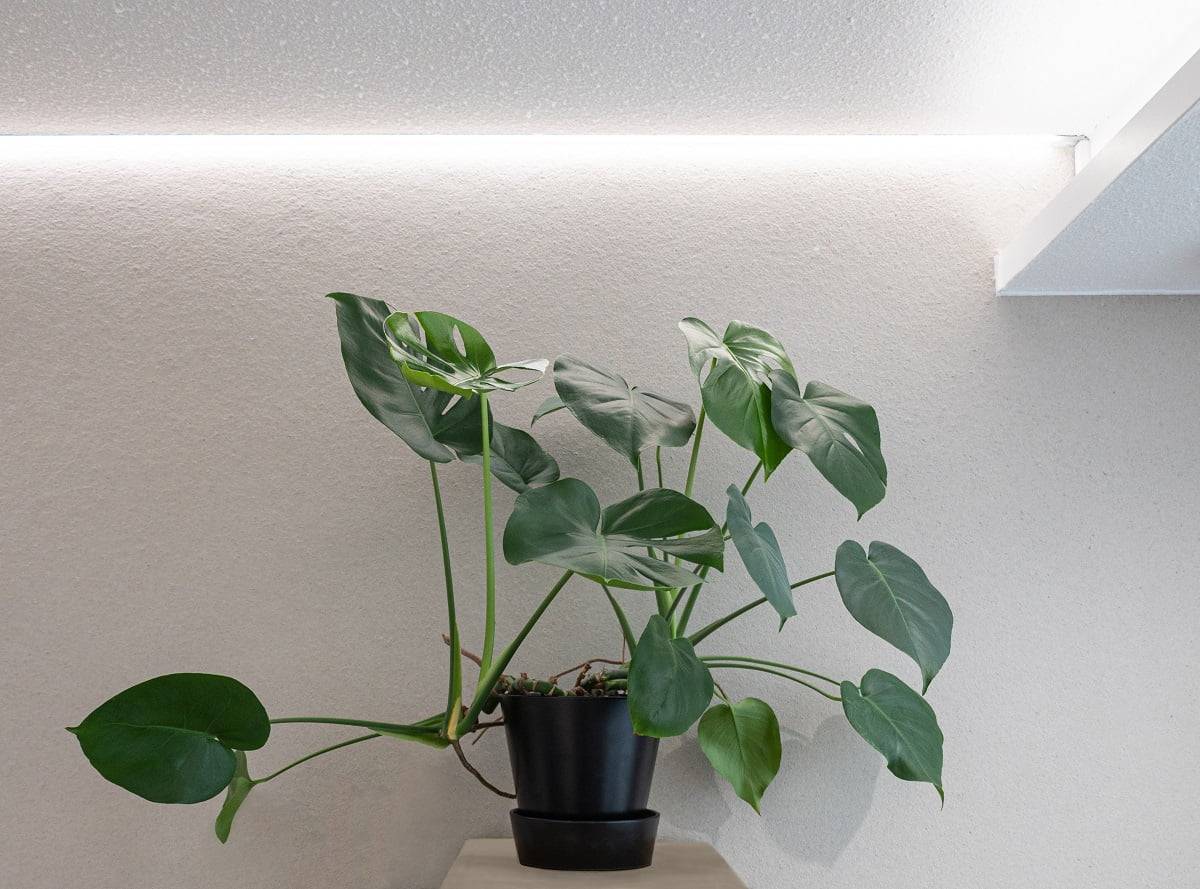 LedStore.fi bietet großartige LED-Umgebungsbeleuchtung, die Ihre Inneneinrichtung ergänzt. In diesem Beispiel ruht eine grüne Monstera-Pflanze in einem schwarzen Topf auf einer hellen Holzoberfläche. Die LED-Beleuchtung von oben unterstreicht die Schönheit der Pflanze. Wenn die Pflanze vor einer hellen, einfarbigen Wand steht, schafft das Ensemble eine runde und beruhigende Atmosphäre in Ihrer Wohnung oder Ihrem Büro.