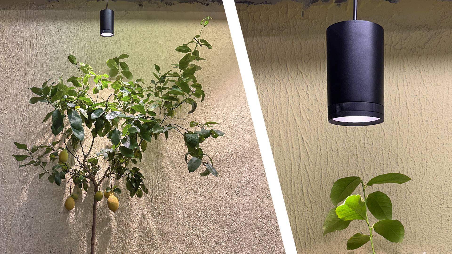 LedStore.fi bietet eine atemberaubende LED-Beleuchtung an, die zwei Pflanzen an einer dekorativen Wand in einem schönen Licht erstrahlen lässt. Auf der linken Seite wird ein kleiner Zitronenbaum mit seinen reifen Zitronen hell beleuchtet, während das Licht auf der rechten Seite die kleinere Pflanze hervorhebt.