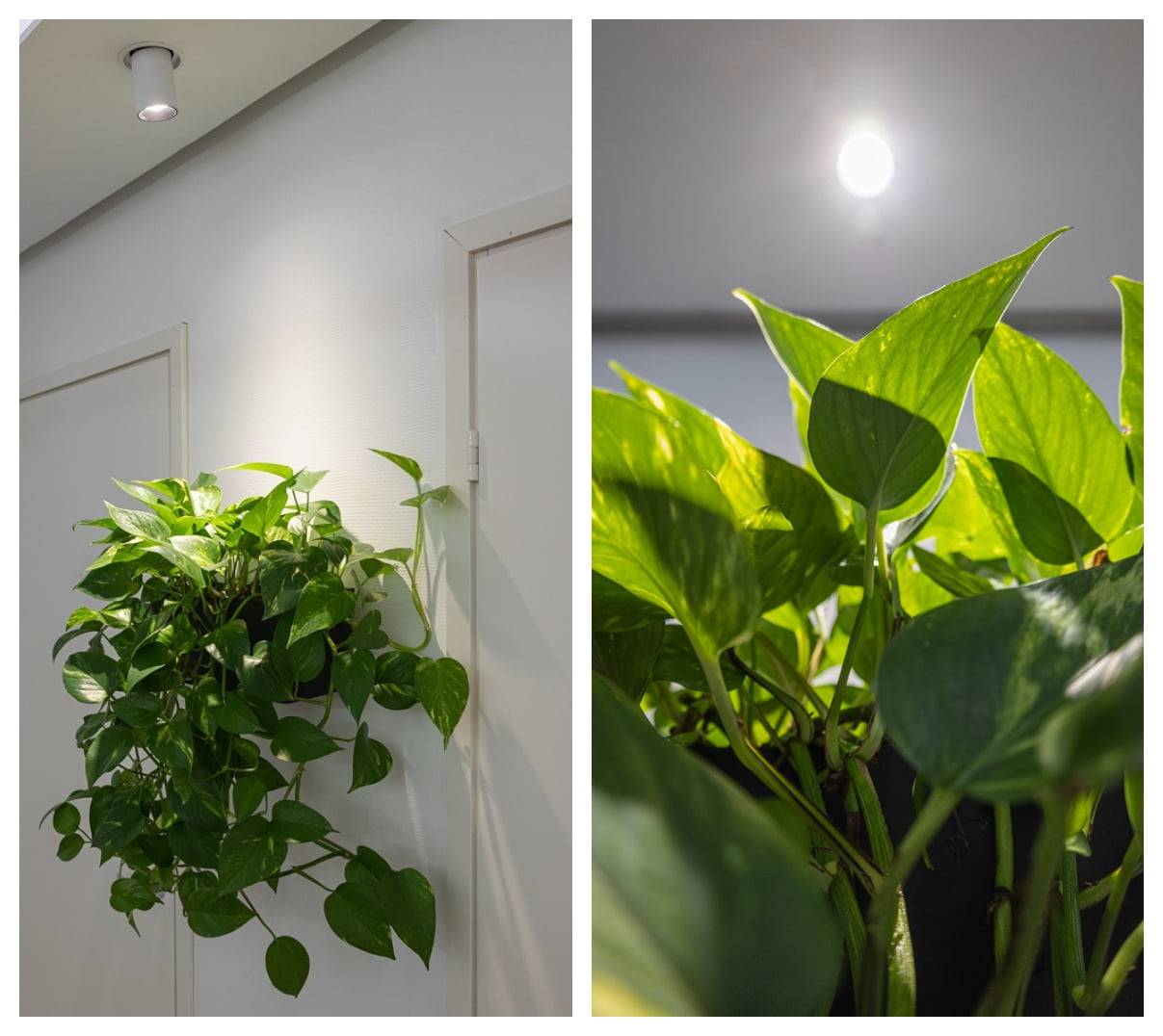 LED-Pflanzenbeleuchtung mit gerichteten LED-Scheinwerfern