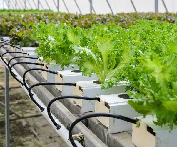 Hydroponische Landwirtschaft