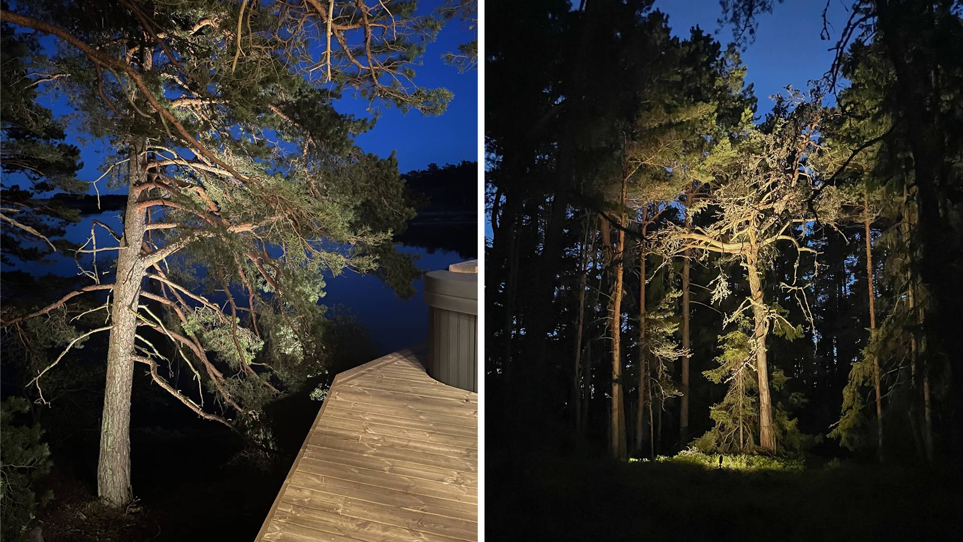 Große Kiefern werden von unten nach oben beleuchtet, um ein reflektierendes Licht zu erzeugen.